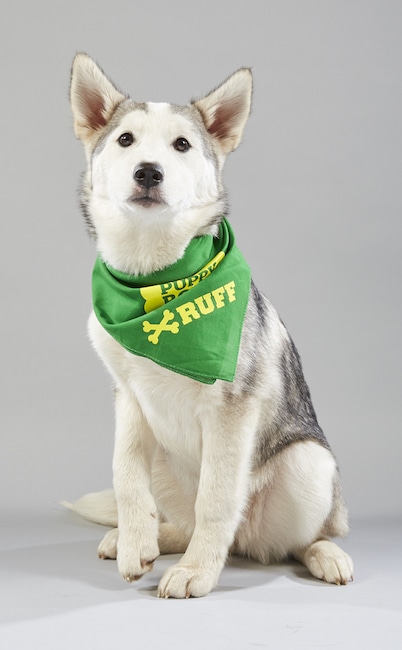 Puppy Bowl XV
